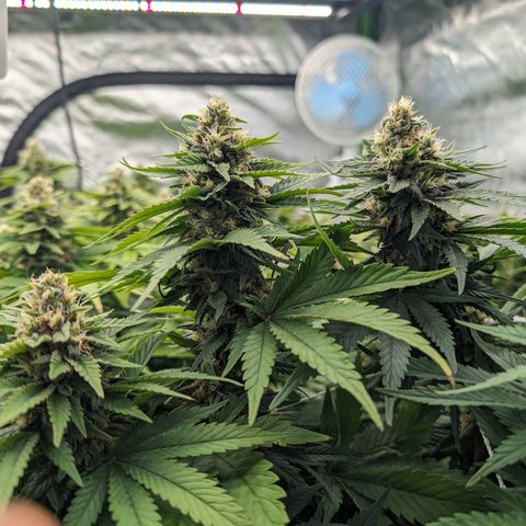 OG Kush Clones #2 9stk. Barney's  growlog timeline photo