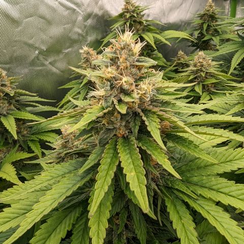 OG Kush Clones #2 9stk. Barney's  growlog timeline photo
