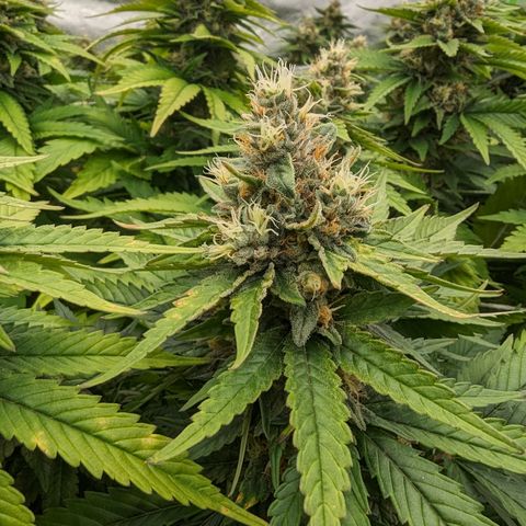OG Kush Clones #2 9stk. Barney's  growlog timeline photo