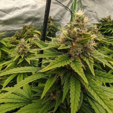 OG Kush Clones #2 9stk. Barney's  growlog timeline photo