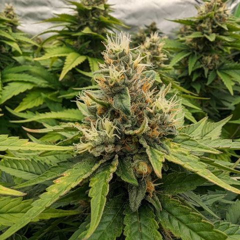 OG Kush Clones #2 9stk. Barney's  growlog timeline photo