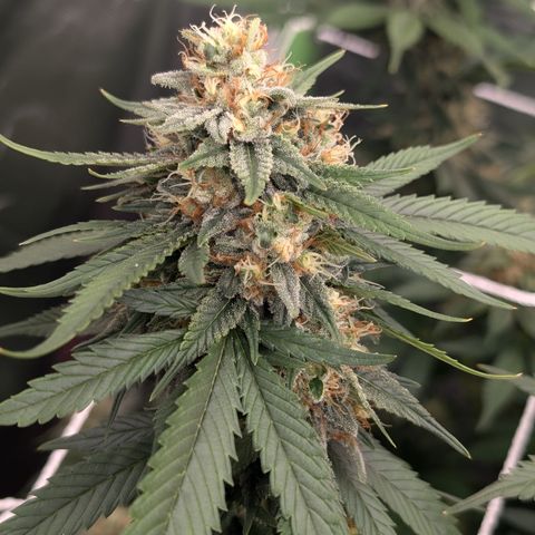 Sensi Purpel Cookie kush growlog timeline photo