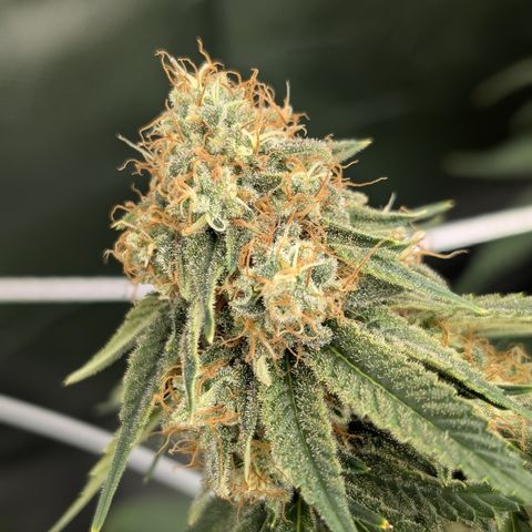 Sensi Black Domina growlog timeline photo