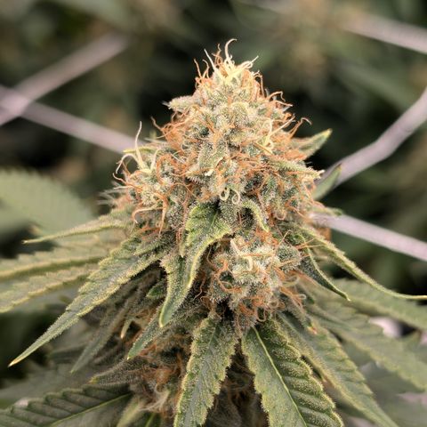 Sensi Black Domina growlog timeline photo