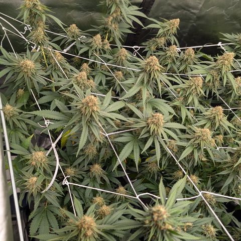 Sensi Black Domina growlog timeline photo