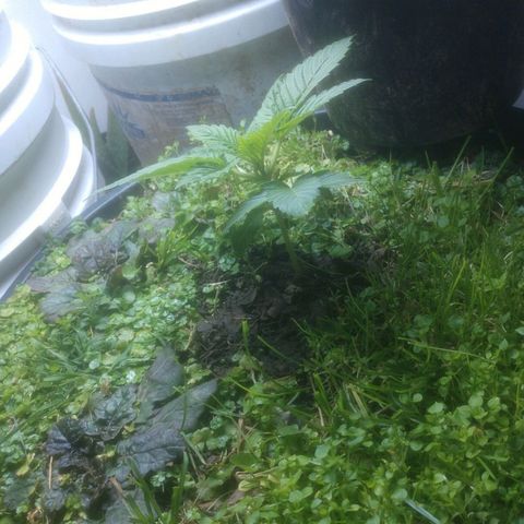 Motel #1 growlog photo: Well it's been two almost three weeks and I think cover crops is the way to go very cool to watch