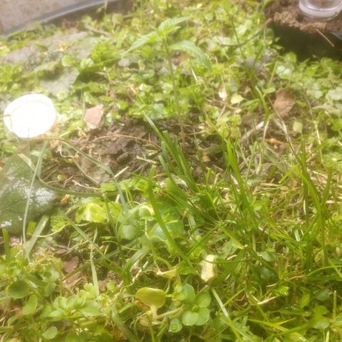 Motel #1 growlog photo: These were two weeks ago it stretched a bit but has been going good since it has under the light the cover crop is doing amazing growing fast too