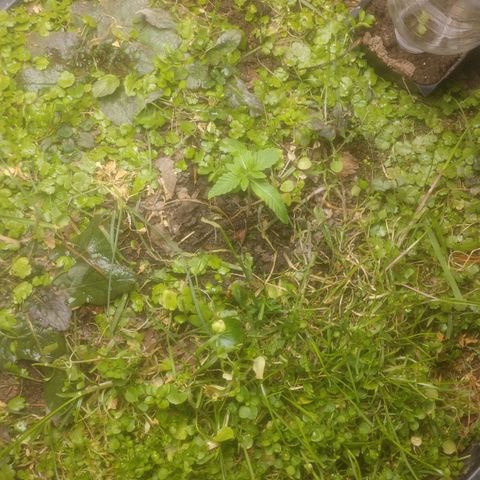 Motel #1 growlog photo: These were two weeks ago it stretched a bit but has been going good since it has under the light the cover crop is doing amazing growing fast too