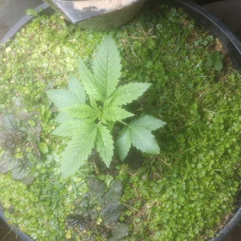 Motel #1 growlog photo: Well it's been two almost three weeks and I think cover crops is the way to go very cool to watch
