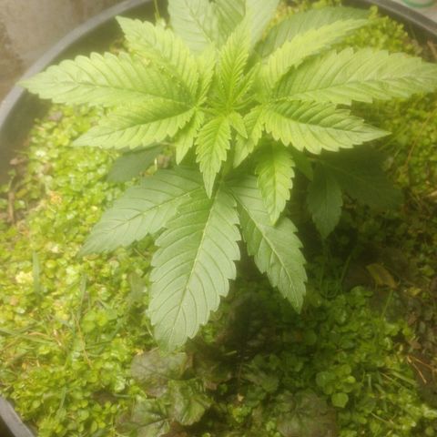 Motel #1 growlog photo: It's getting there slowly but surely. It's the best one growing so far. The others are small but they are coming along nicely, fingers crossed for some ladies! Hopefully I will get a new a light for them this Christmas