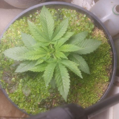 Motel #1 growlog photo: Growth is still going slow but she not hurrying in anyway said far. Leaves are broad got a slight warped look on a few of them but other than that growing good. The cover crop is still alive as well it's still growing I've cut it down a few times so far but it's awesome to see this plant doing so well I hope I can replicate with later dates.