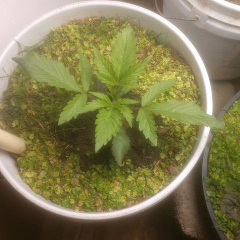  Big Bagseed growlog photo: I can already tell this one is going to be slow. It's leaves are longer and got a good width to them, I'm wondering if the light is going to be enough for her. I raised there light cause one of her leaves read showing burn marks, I rotated her and raised the light all of them are doing well and responding well to the raising of the light