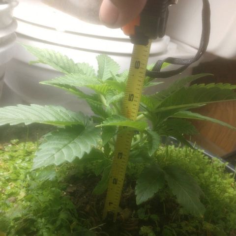 Motel #1 growlog photo: Growth is still going slow but she not hurrying in anyway said far. Leaves are broad got a slight warped look on a few of them but other than that growing good. The cover crop is still alive as well it's still growing I've cut it down a few times so far but it's awesome to see this plant doing so well I hope I can replicate with later dates.