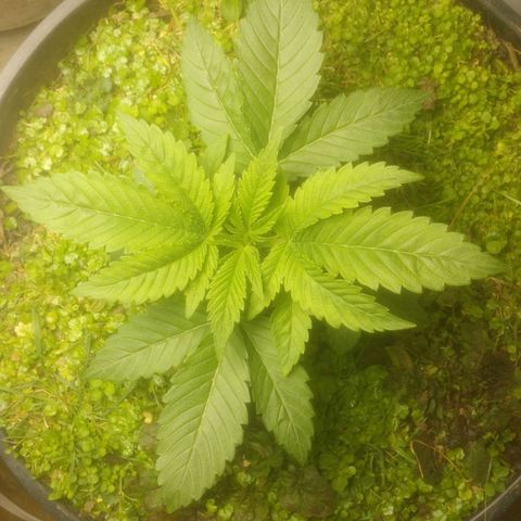 Motel #1 growlog photo: Growth is still going slow but she not hurrying in anyway said far. Leaves are broad got a slight warped look on a few of them but other than that growing good. The cover crop is still alive as well it's still growing I've cut it down a few times so far but it's awesome to see this plant doing so well I hope I can replicate with later dates.