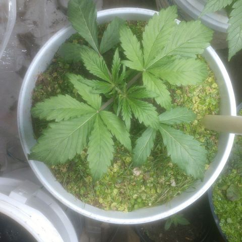 Big Bagseed growlog photo: Still growing pretty good after topping. I did there first watering with extreme gardening compost tea and they seem to be responding very good, very good indeed.
Oh yeah I just about over watered had to dump the reservoir, lost some dirt in transit from the bottom but she bounced back. I haven't put no water in the bottom for two days now I'm taking it slow