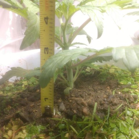  Big Bagseed growlog photo: Still growing pretty good after topping. I did there first watering with extreme gardening compost tea and they seem to be responding very good, very good indeed.
Oh yeah I just about over watered had to dump the reservoir, lost some dirt in transit from the bottom but she bounced back. I haven't put no water in the bottom for two days now I'm taking it slow