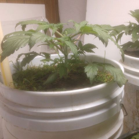  Big Bagseed growlog photo: Ok there's a little bit of water in the reservoir, so I got to take it easy with the water in this one I over watered already but she's is doing better than expected so I'm still learning with this SIP.
Soil must still be a little wet she's growing but I don't think she is happy