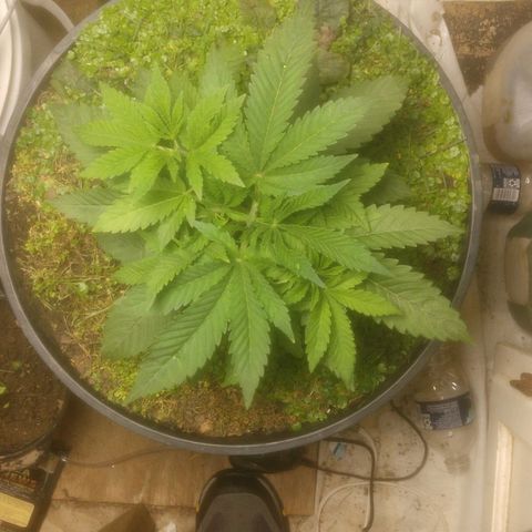 Motel #1 growlog photo: I topped her a few days ago. Shes growing great she get nothing but water after the next watering. I think the warmth from the heater and the looking hours under the light might have awakened the dormant bugs in the"cover crop" so I don't know what to do I'm going to let it be for right.