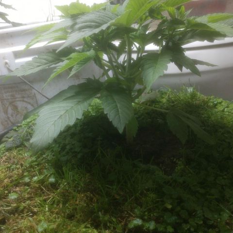 Motel #1 growlog photo: I topped her a few days ago. Shes growing great she get nothing but water after the next watering. I think the warmth from the heater and the looking hours under the light might have awakened the dormant bugs in the"cover crop" so I don't know what to do I'm going to let it be for right.