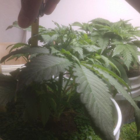  Big Bagseed growlog photo: These are from the past week she's growing fast. I might have to empty the reservoir out again but she's growing good some leaves are still word from the way ground but the soil loves it