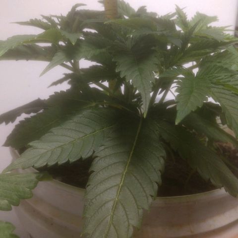  Big Bagseed growlog photo: These are from the past week she's growing fast. I might have to empty the reservoir out again but she's growing good some leaves are still word from the way ground but the soil loves it