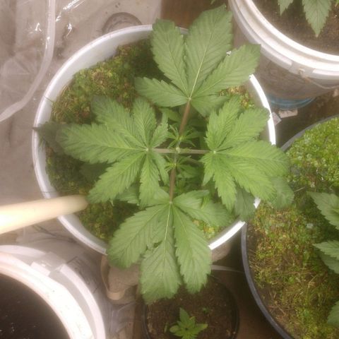  Big Bagseed growlog photo: Ok there's a little bit of water in the reservoir, so I got to take it easy with the water in this one I over watered already but she's is doing better than expected so I'm still learning with this SIP.
Soil must still be a little wet she's growing but I don't think she is happy
