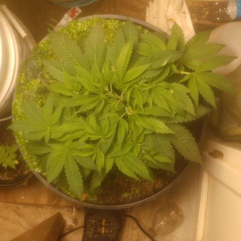 Motel #1 growlog photo: From the past week, she's is growing fast recovered nicely from the topping she's starting my to get wide. cover crop is doing ok part of it dried not sure if it was from me cutting it out what but the soil is ok and I think something is taking it's spot soon