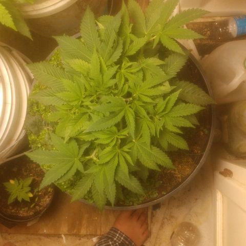 Motel #1 growlog photo: From the past week, she's is growing fast recovered nicely from the topping she's starting my to get wide. cover crop is doing ok part of it dried not sure if it was from me cutting it out what but the soil is ok and I think something is taking it's spot soon