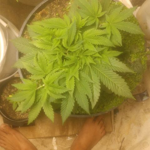 Motel #1 growlog photo: From the past week, she's is growing fast recovered nicely from the topping she's starting my to get wide. cover crop is doing ok part of it dried not sure if it was from me cutting it out what but the soil is ok and I think something is taking it's spot soon