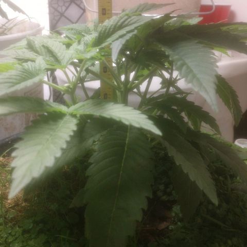 Motel #1 growlog photo: From the past week, she's is growing fast recovered nicely from the topping she's starting my to get wide. cover crop is doing ok part of it dried not sure if it was from me cutting it out what but the soil is ok and I think something is taking it's spot soon