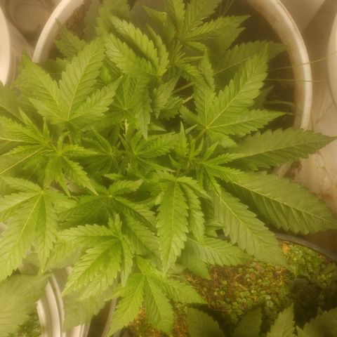  Big Bagseed growlog photo: These are from the past week she's growing fast. I might have to empty the reservoir out again but she's growing good some leaves are still word from the way ground but the soil loves it