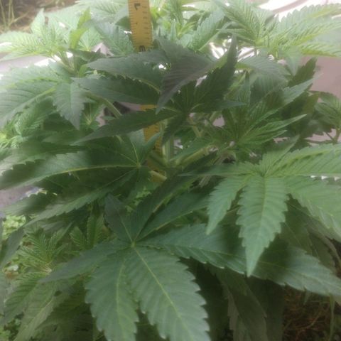 Motel #1 growlog photo: Well she's getting n bushey I added two hours to dark time so they know it's time to start flowering