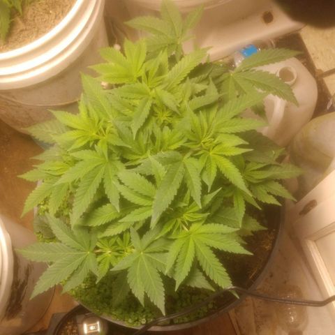 Motel #1 growlog photo: Well she's getting n bushey I added two hours to dark time so they know it's time to start flowering