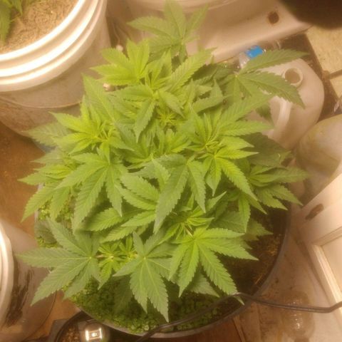 Motel #1 growlog timeline photo