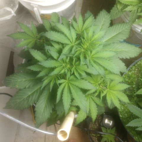  Big Bagseed growlog timeline photo