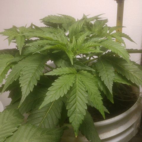  Big Bagseed growlog photo: These are from the past week she's growing fast. I might have to empty the reservoir out again but she's growing good some leaves are still word from the way ground but the soil loves it