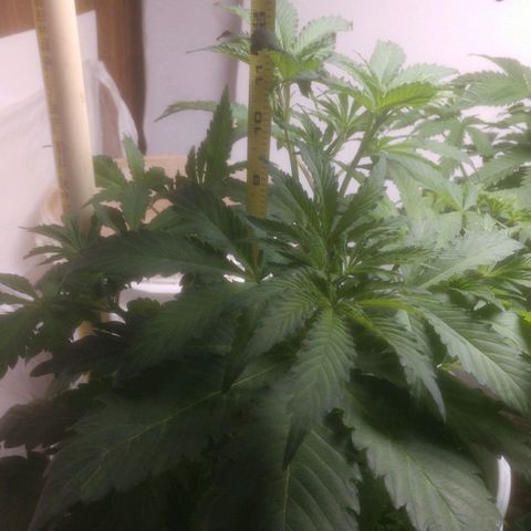  Big Bagseed growlog photo: Getting crazy big I had to refill the bottom(reservoir).