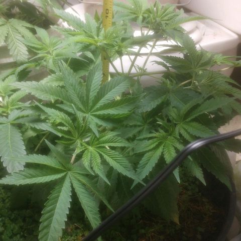 Motel #1 growlog photo: Started training just bending branches but she's growing fast and will be switching to flower this week just waiting for one to reach 6 weeks