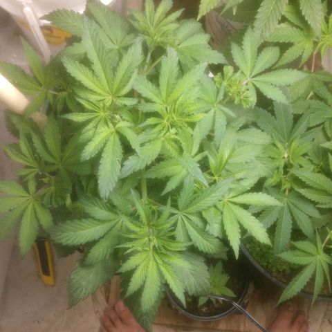  Big Bagseed growlog photo: Getting crazy big I had to refill the bottom(reservoir).