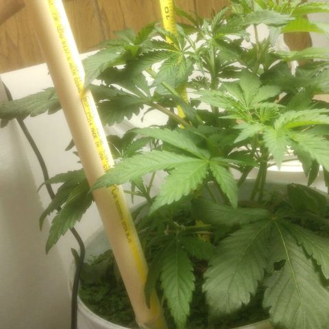  Big Bagseed growlog photo: Getting big and wide from the topping, 🤘🏽😎