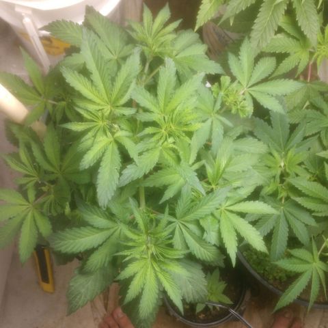  Big Bagseed growlog photo: Getting crazy big I had to refill the bottom(reservoir).