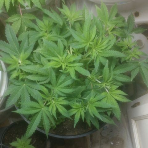 Motel #1 growlog photo: Started training just bending branches but she's growing fast and will be switching to flower this week just waiting for one to reach 6 weeks
