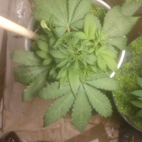  Big Bagseed growlog photo: These are from the past week she's growing fast. I might have to empty the reservoir out again but she's growing good some leaves are still word from the way ground but the soil loves it