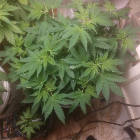 Motel #1 growlog photo: Gorgeous