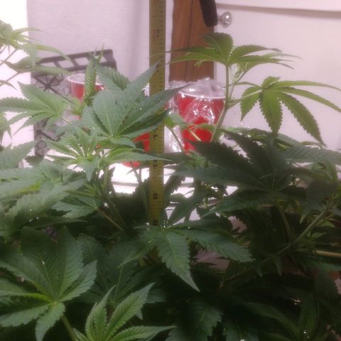 Motel #1 growlog photo: Gorgeous