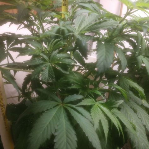  Big Bagseed growlog photo: Gorgeous