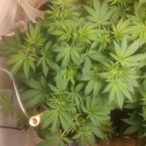 Big Bagseed growlog photo: Gorgeous