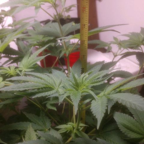 Motel #1 growlog photo: Female!!!!