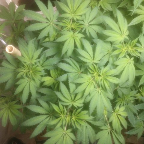  Big Bagseed growlog photo: Female!!!!
