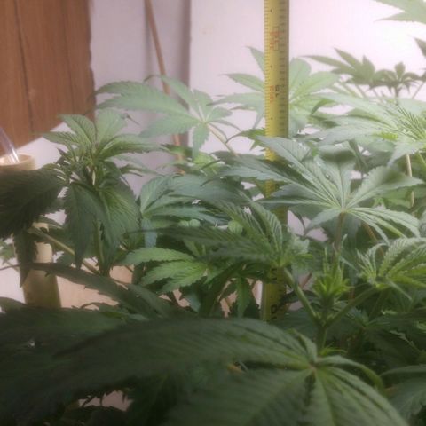  Big Bagseed growlog photo: Female!!!!